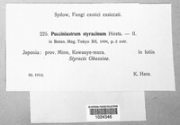 Nothopucciniastrum styracinum image